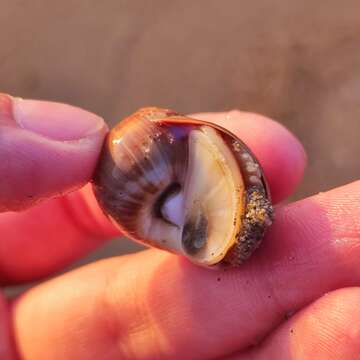 Image of Kurile moon snail