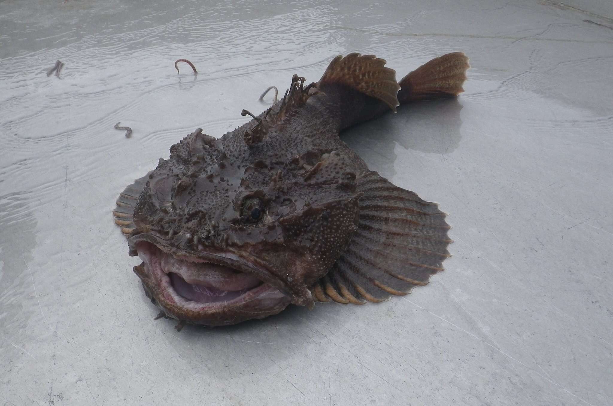 Image of Bigmouth sculpin