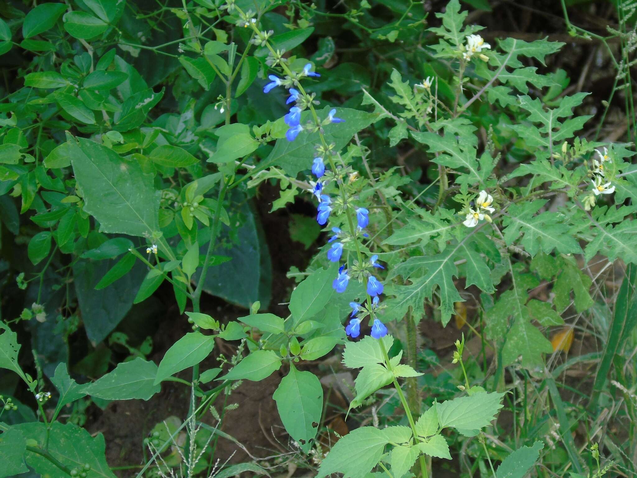 Image of Salvia languidula Epling