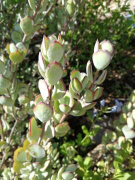 Image of Cotyledon woodii Schönl. & Baker fil.