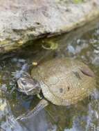 Image of Cat Island Freshwater Turtle