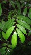 Image of Thottea siliquosa (Lam.) Ding Hou