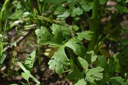 Ranunculus sceleratus subsp. sceleratus的圖片