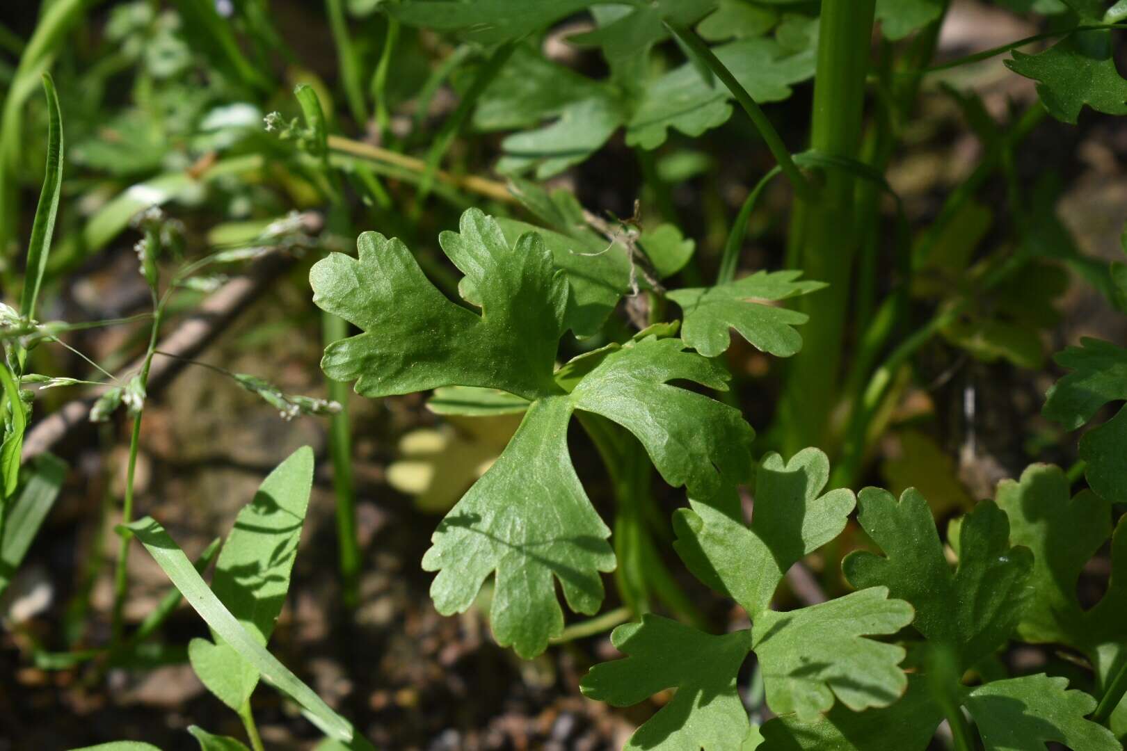 Ranunculus sceleratus subsp. sceleratus的圖片