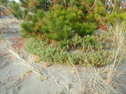 Image of Pinus radiata var. radiata