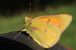 Image of Colias vauthierii vauthierii