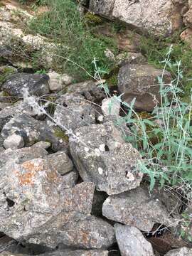 Image of Nepeta nepetella L.