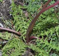 Image of Taraxacum gasparrinii Tineo ex Lojac.