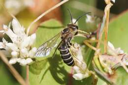 Image of Halictus farinosus Smith 1853