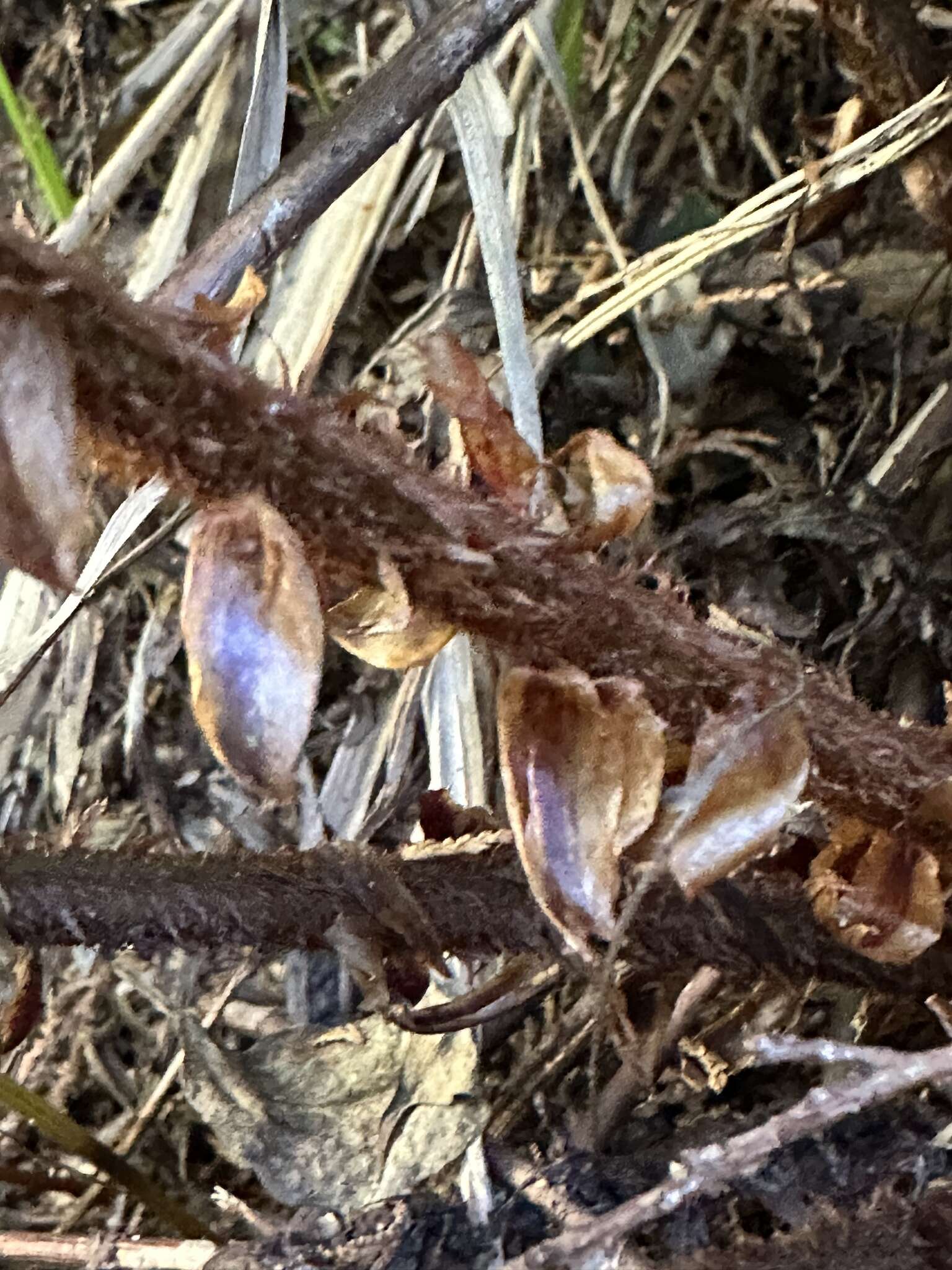 Imagem de Polystichum mucronifolium (Bl.) Nayar & Kaur