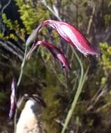 Image of Gladiolus guthriei F. Bolus