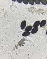 Image of Schizothecium miniglutinans (J. H. Mirza & Cain) N. Lundq. 1972