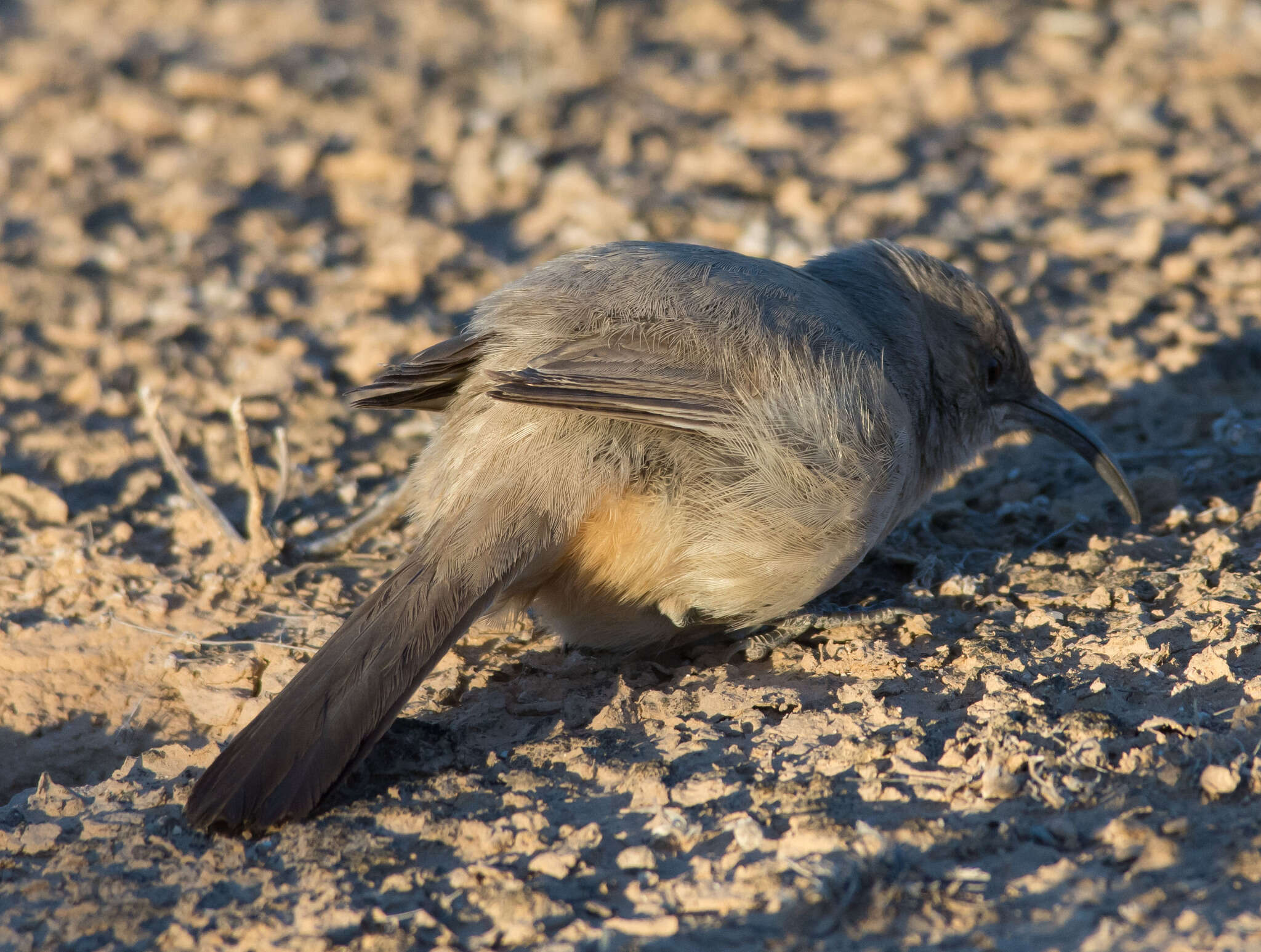 Image of Le Conte's Thrasher