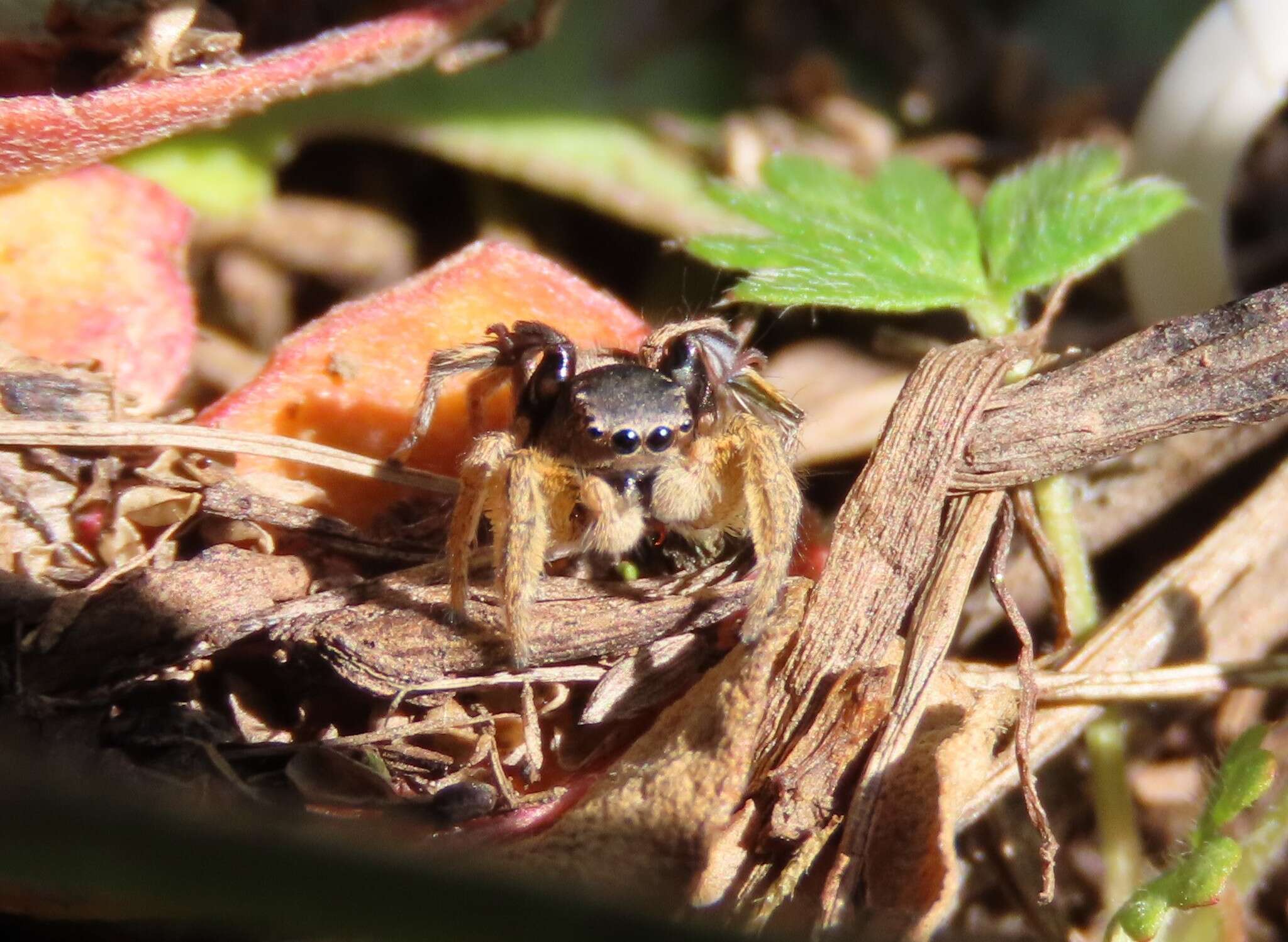 Image of Habronattus captiosus (Gertsch 1934)