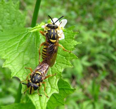 Image of Sphecomyia vittata (Wiedemann 1830)