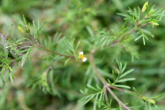 Tagetes filifolia Lag. resmi