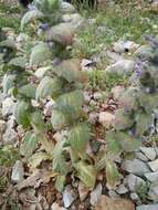 Image of Ajuga orientalis L.