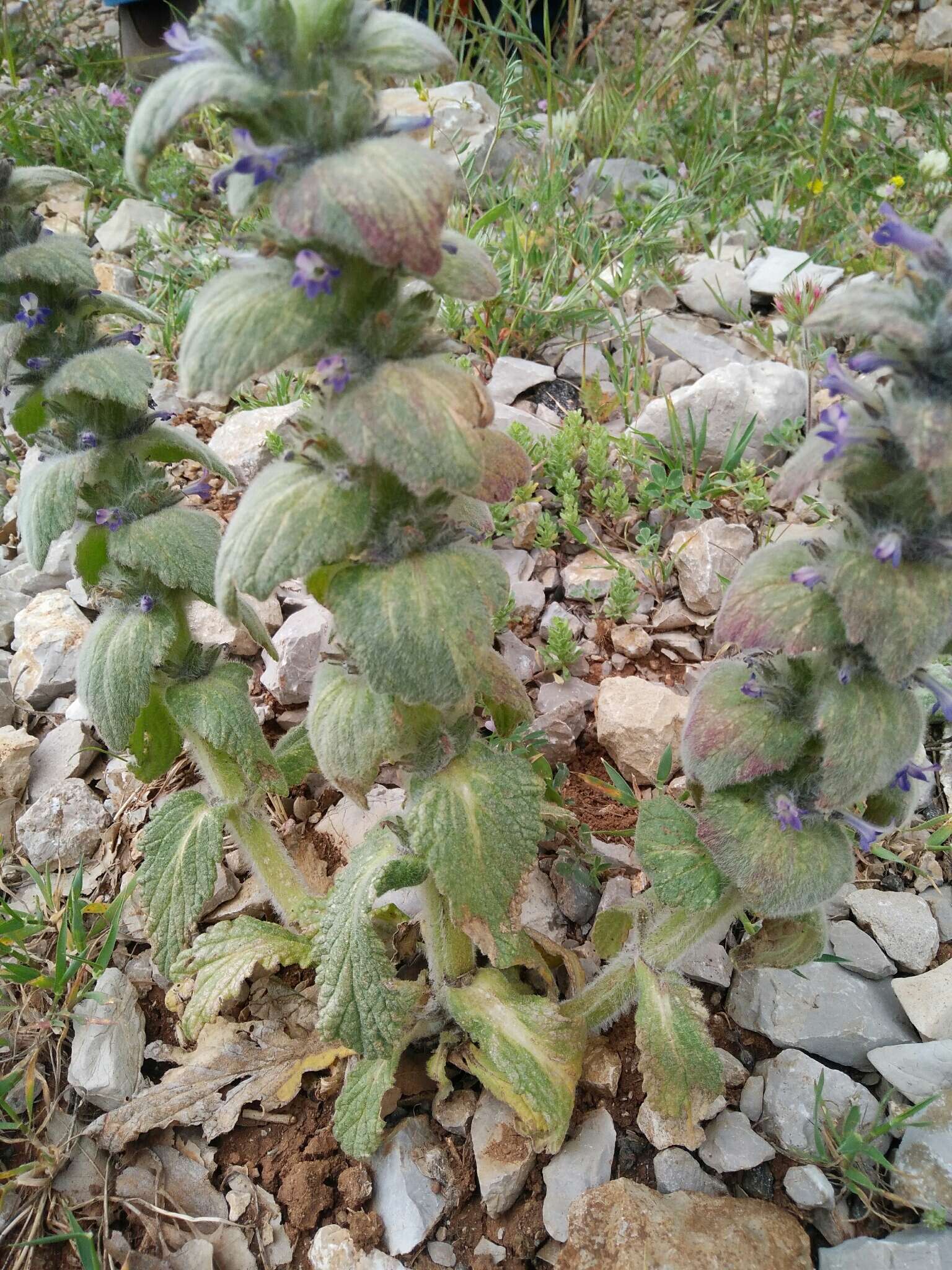 Image of Ajuga orientalis L.