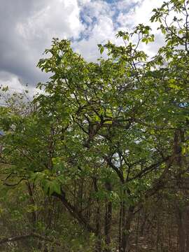 Image of Diospyros tropophylla (H. Perrier) G. E. Schatz & Lowry