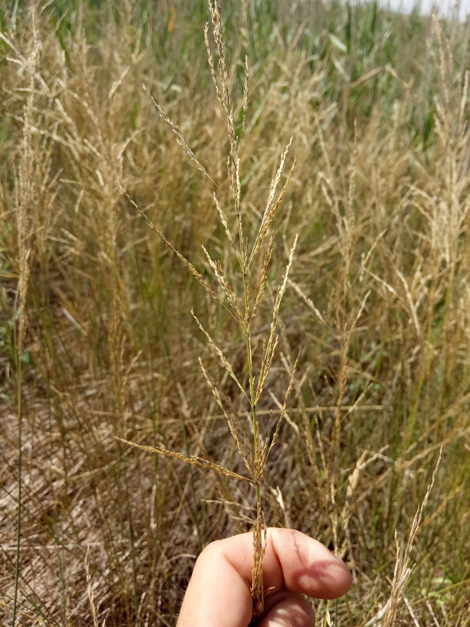 Image of Puccinellia gigantea (Grossh.) Grossh.