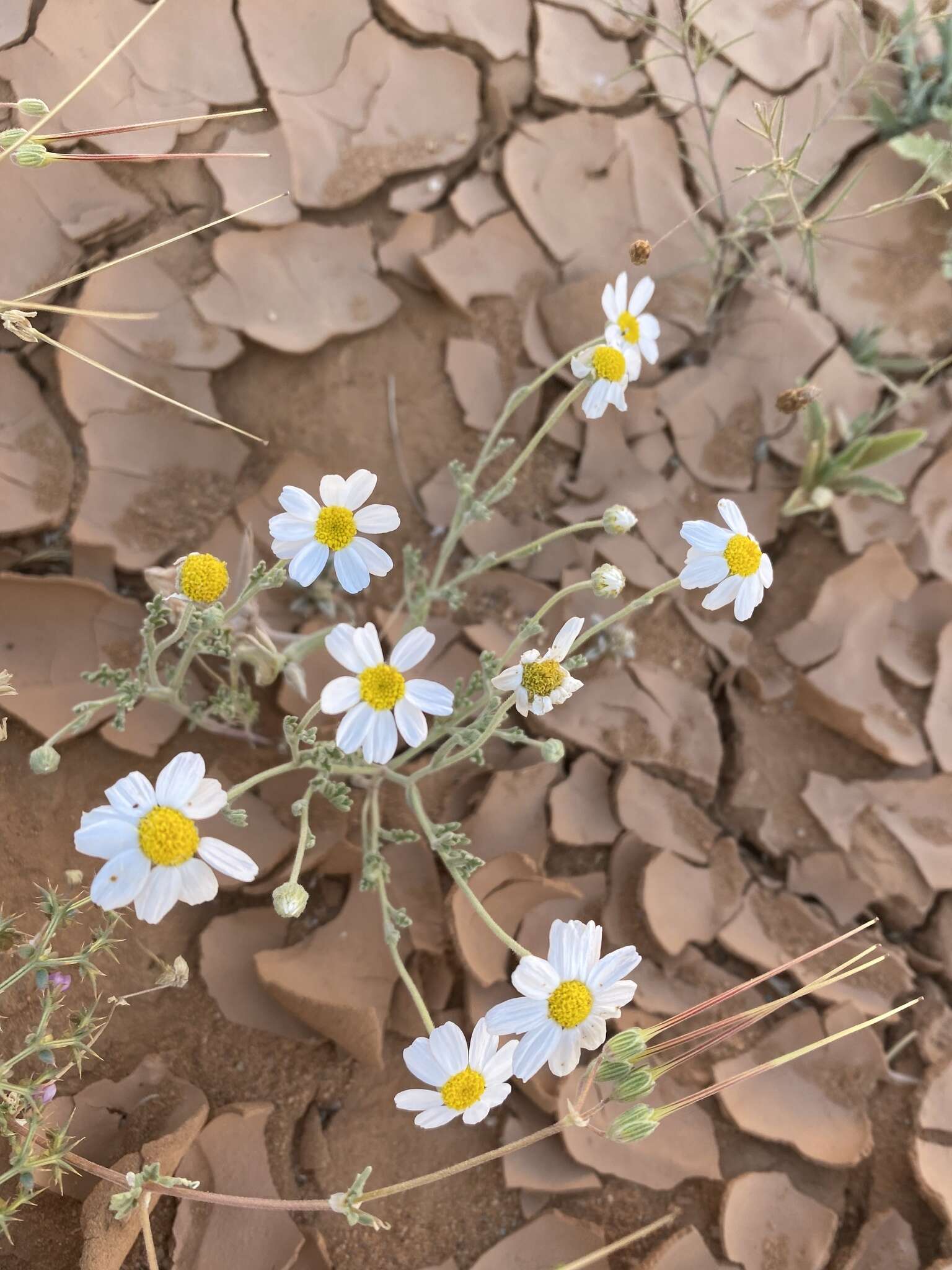 Image of Anthemis melampodina subsp. deserti (Boiss.) Eig