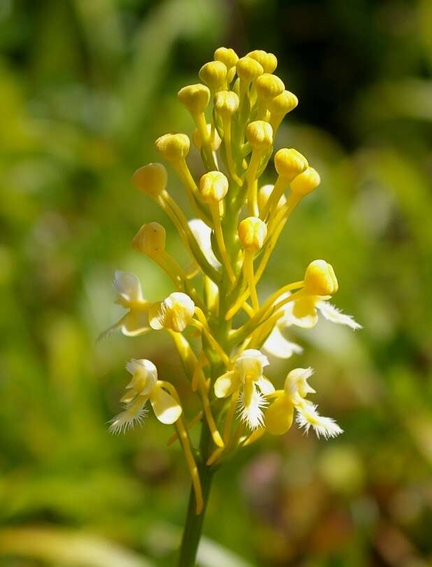 Image of fringed orchid
