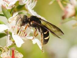 Plancia ëd Lasioglossum tertium (Dalla Torre 1896)