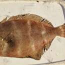 Image of Mexican flounder