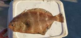 Image of Mexican flounder