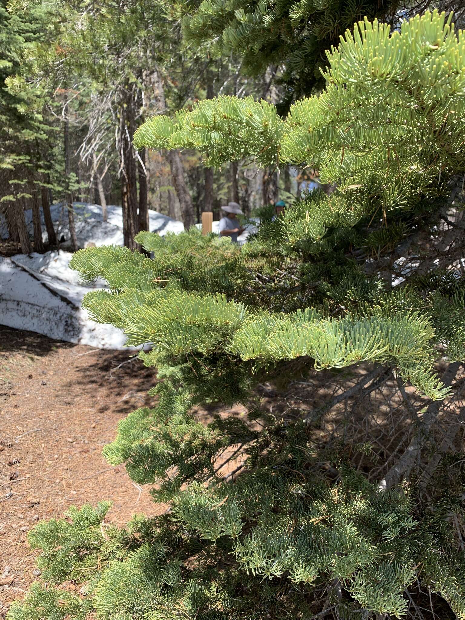 Image of California red fir