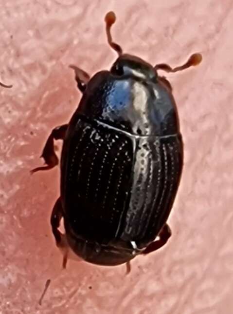 Image of Clown beetle