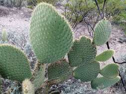 Plancia ëd Opuntia leucotricha DC.