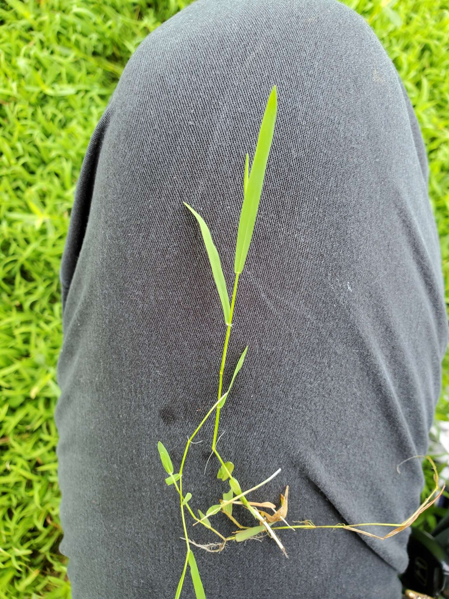 Image of Southern Water Grass