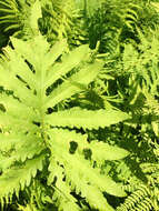 Image of sensitive fern