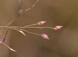 Imagem de Panicum humile Steud.