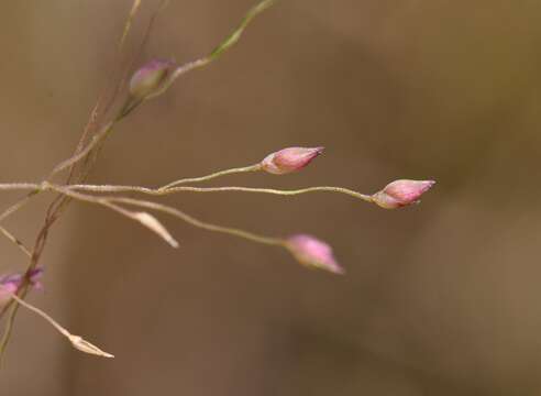 Imagem de Panicum humile Steud.