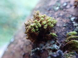 Image of ulota moss