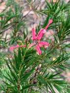 Image of Grevillea rosmarinifolia subsp. rosmarinifolia