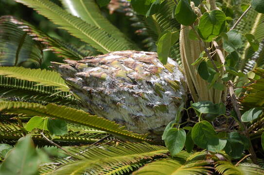 Image of Cycad