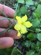 Image of Yellow Flameflower