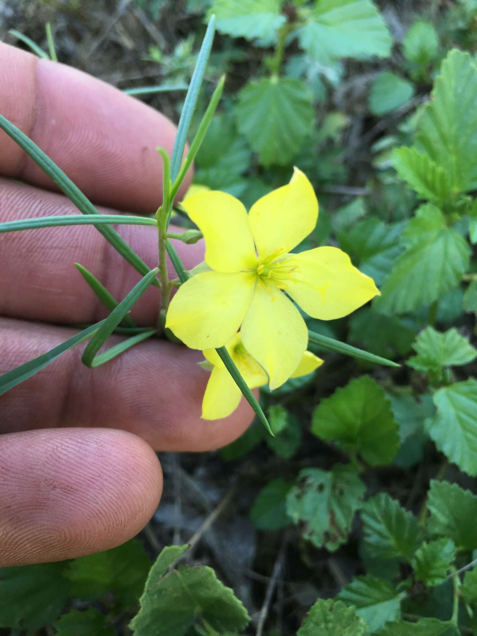 Image of Yellow Flameflower