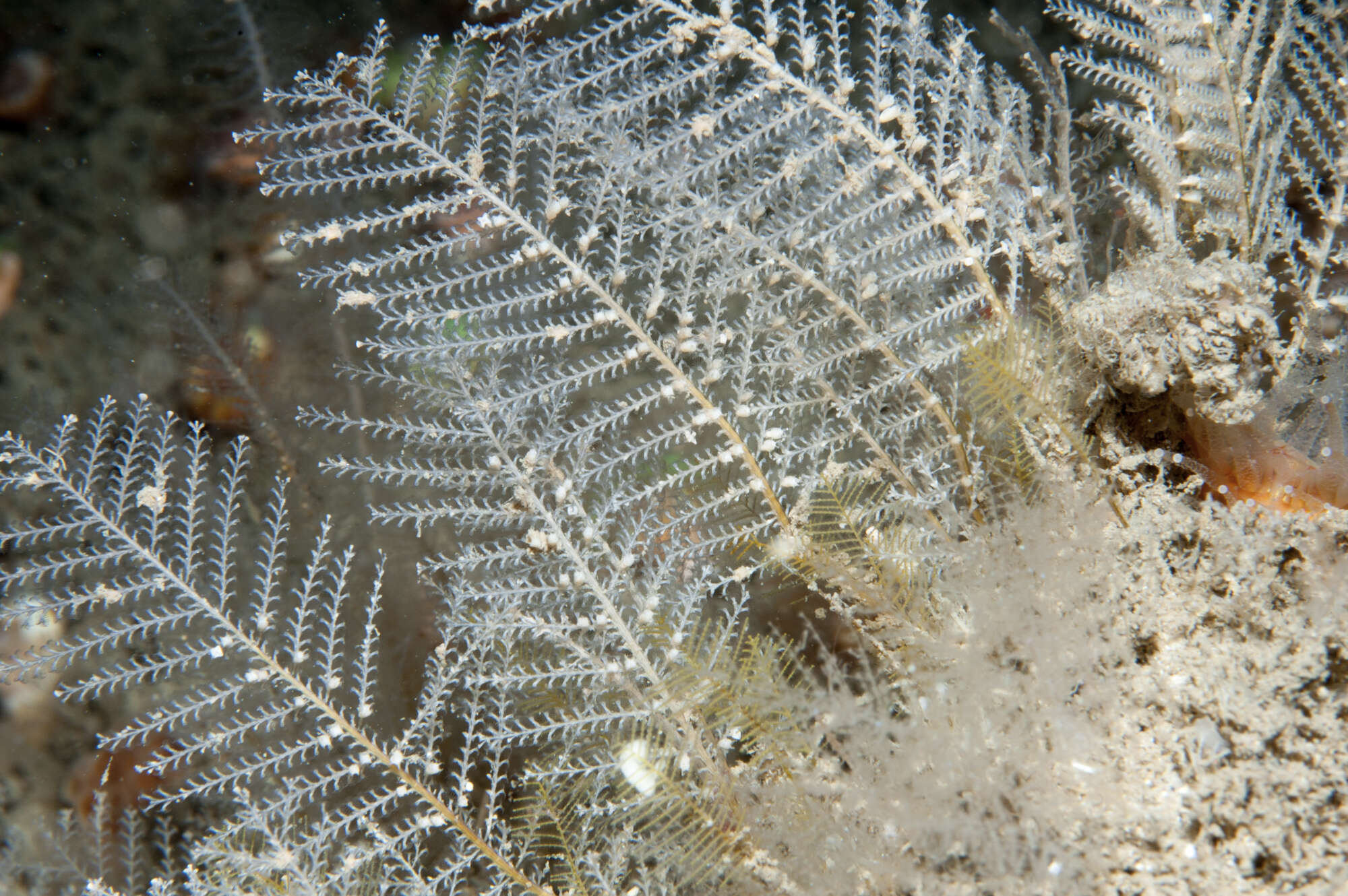 Image de Diphasia margareta (Hassall 1841)