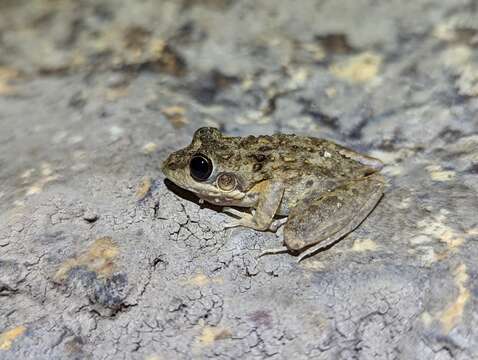 Imagem de Litoria inermis (Peters 1867)