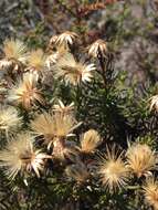 Image of Ericameria fasciculata (Eastw.) J. F. Macbr.