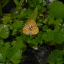 Murdannia crocea subsp. ochracea (Dalzell) Faden的圖片