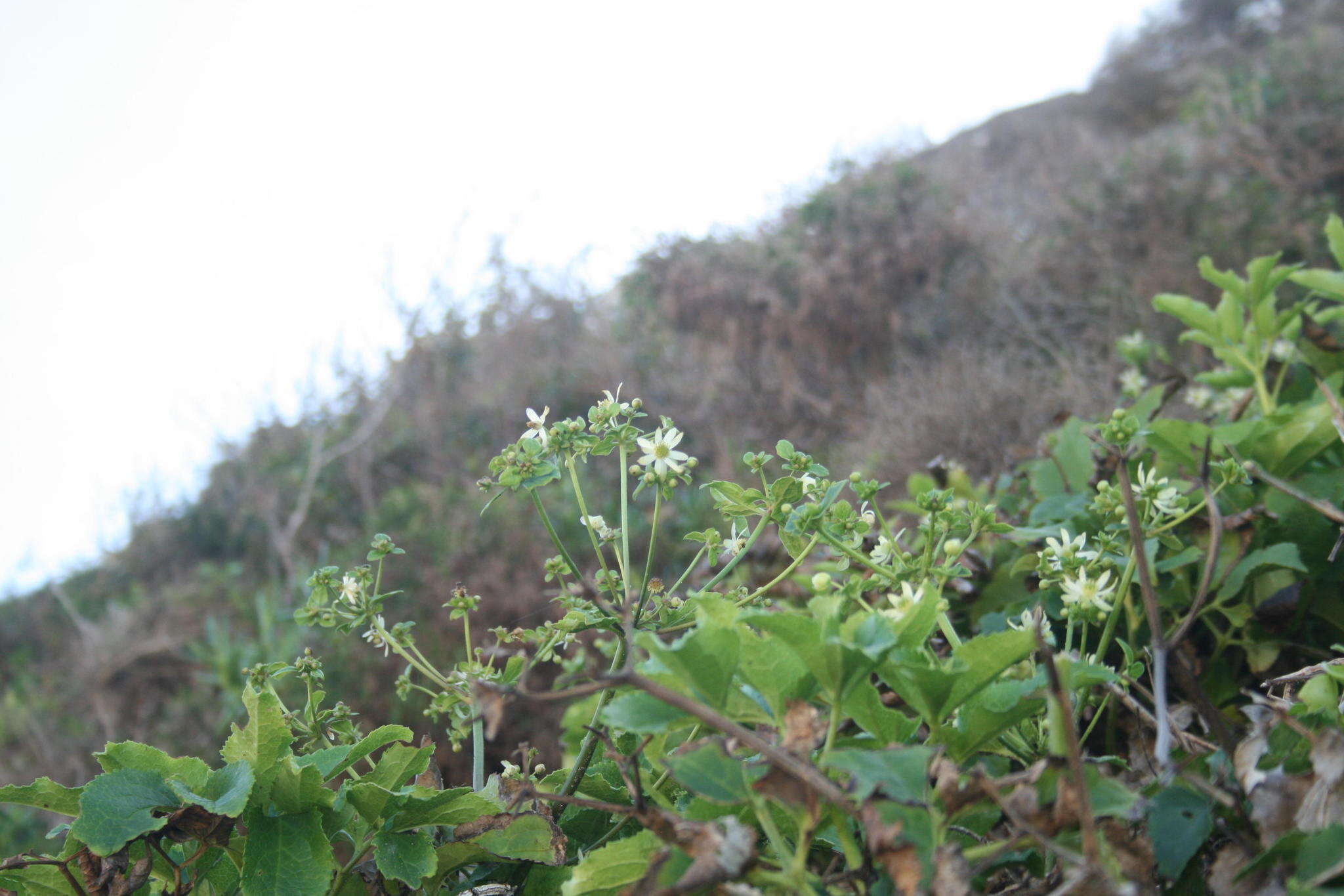 Image of Knowltonia vesicatoria subsp. grossa H. Rasmussen