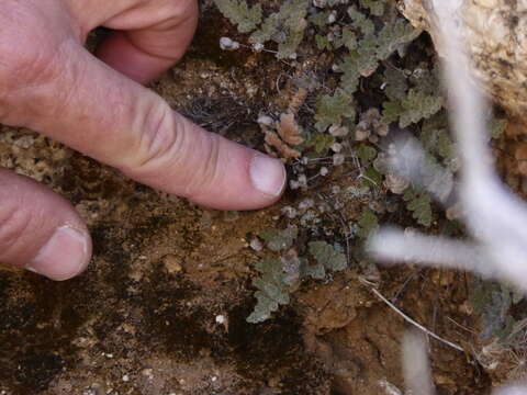 Image of Parry's lipfern