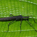 Image of Pseudophasma esmeraldas Hebard 1924