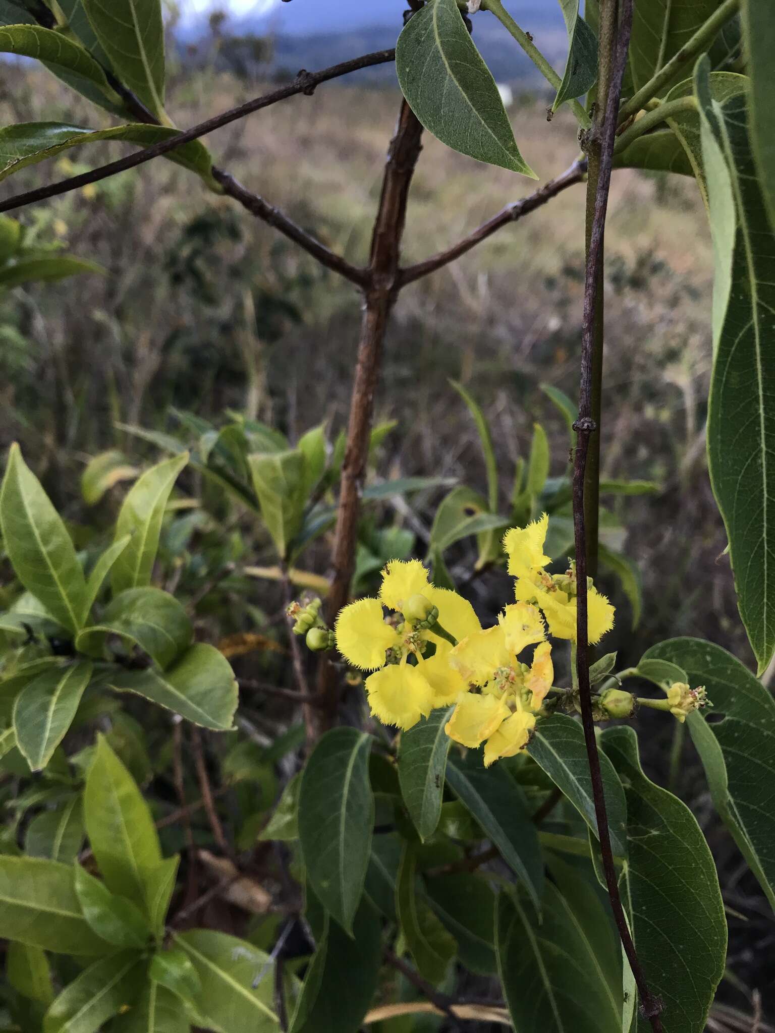 Imagem de Stigmaphyllon ellipticum (Kunth) A. Juss.