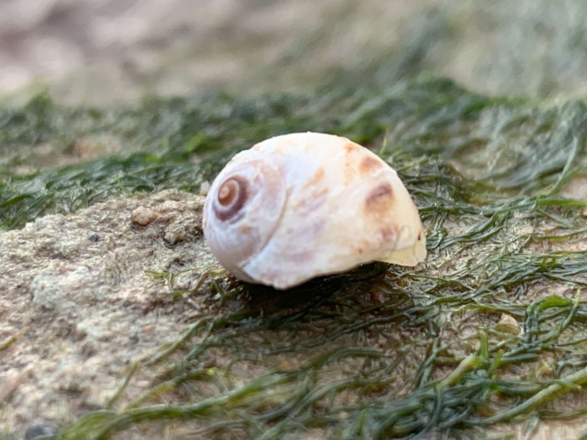 Image of spotted moonsnail